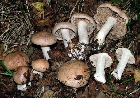 Hebeloma truncatum